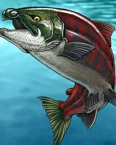 PCOM Researcher Reveals a Giant Prehistoric Salmon Had Spike Teeth portrait